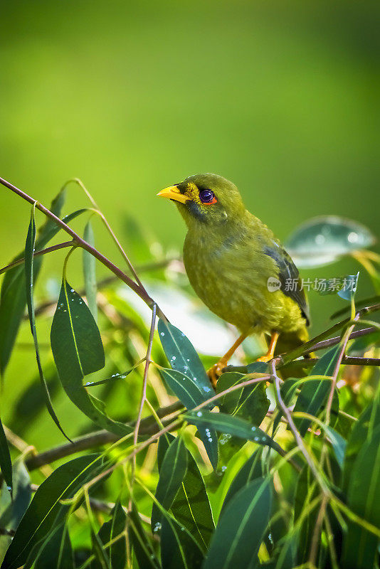 铃鸟(Manorina melanophrys)